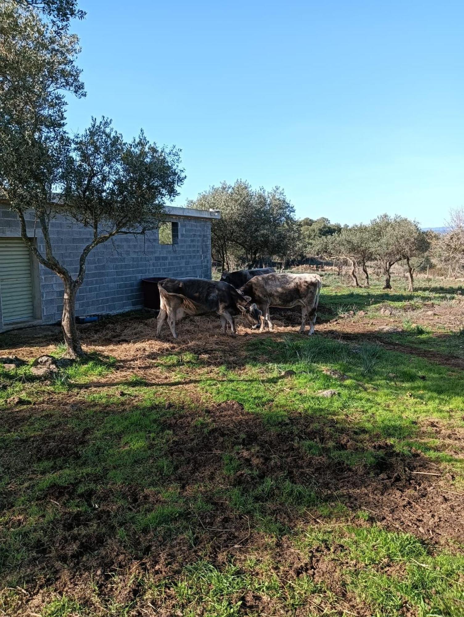 Farmhouse La Croisette - Agriturismo Dorgali Εξωτερικό φωτογραφία