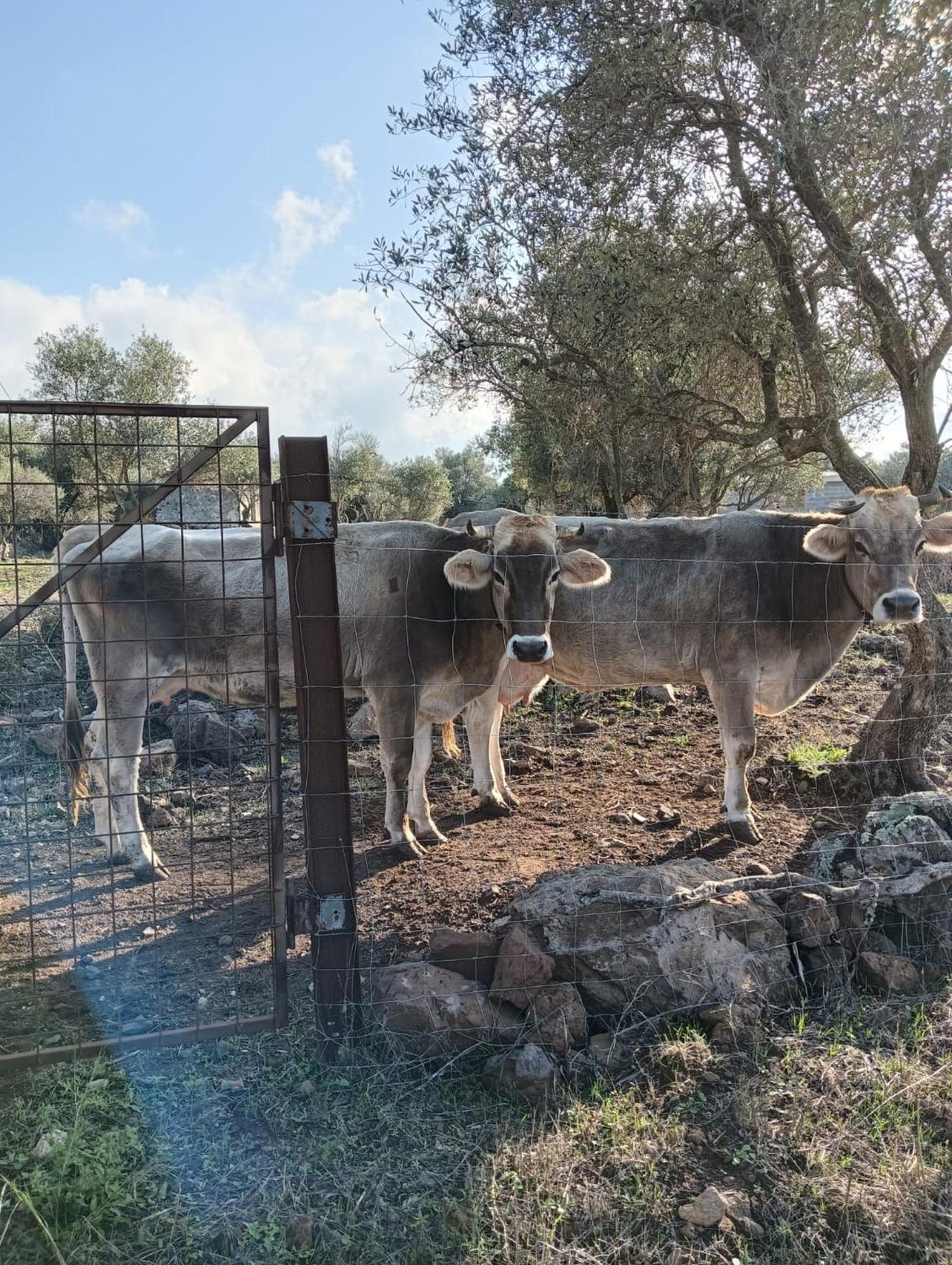 Farmhouse La Croisette - Agriturismo Dorgali Εξωτερικό φωτογραφία