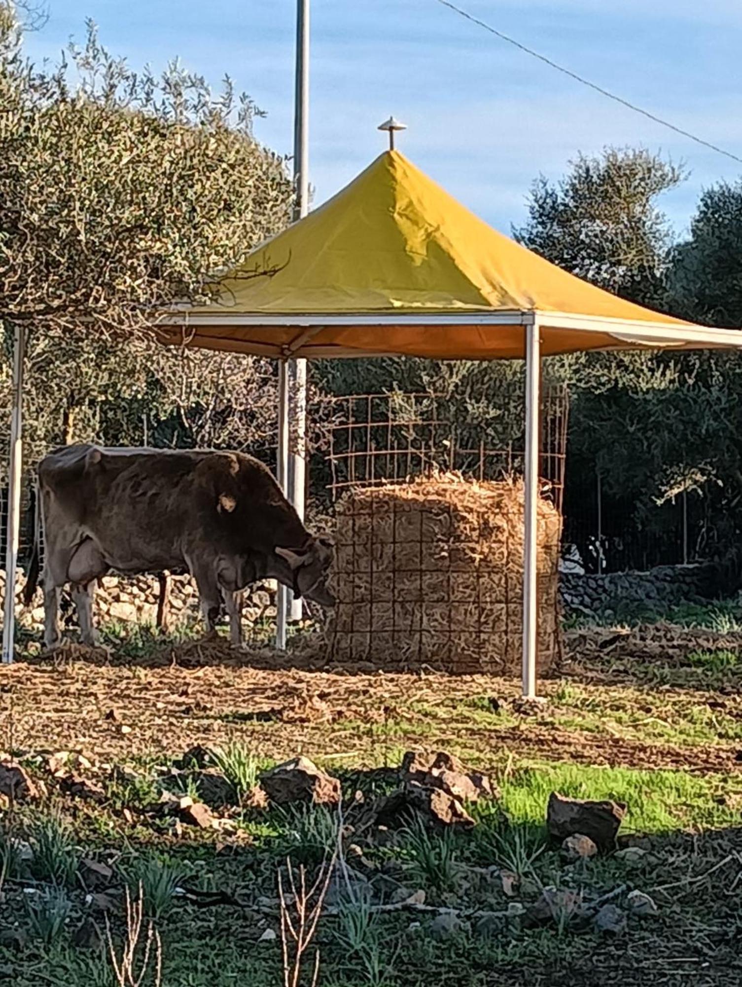 Farmhouse La Croisette - Agriturismo Dorgali Εξωτερικό φωτογραφία